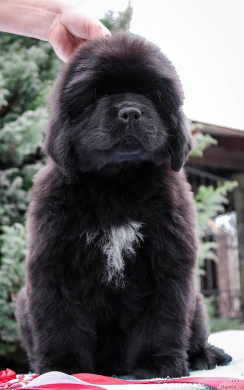 Фотография № 202198