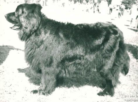 Фото: ньюфаундленд Leydmar Doloresa (Лейдмар Долореса)