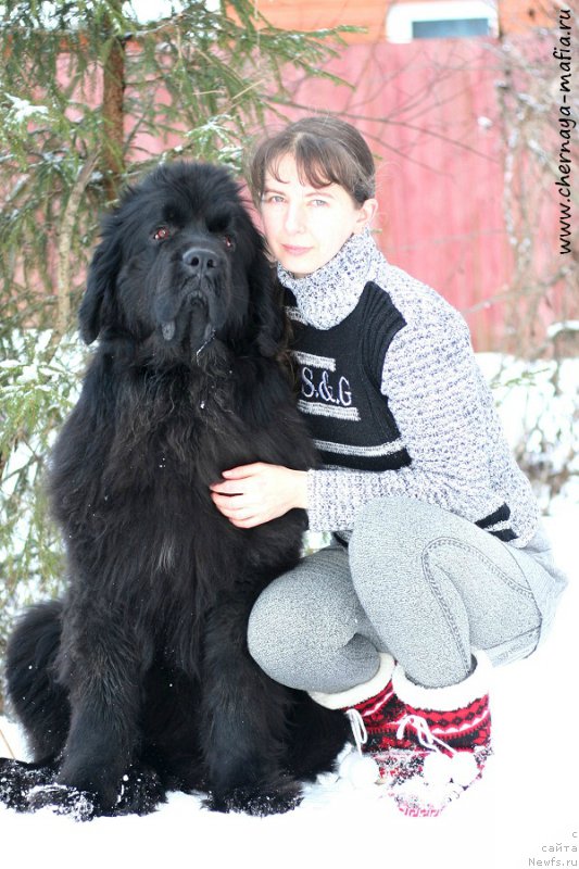 Фото: ньюфаундленд Chernaya Mafia Shengen Visa (Черная Мафия Шенген Виза)