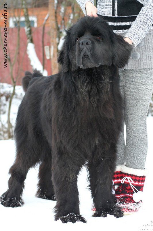 Фото: ньюфаундленд Chernaya Mafia Shengen Visa (Черная Мафия Шенген Виза)