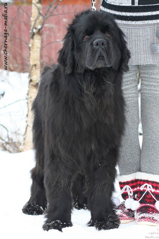 Фото: ньюфаундленд Chernaya Mafia Shengen Visa (Черная Мафия Шенген Виза)