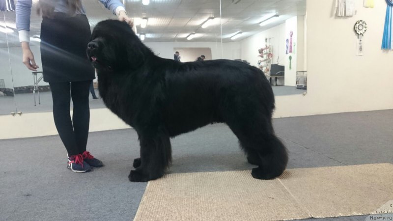 Фото: ньюфаундленд Super Premium Nao Del Trato (Супер Премиум Нао Дел Трато)