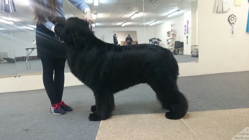 Фото: ньюфаундленд Super Premium Nao Del Trato (Супер Премиум Нао Дел Трато)