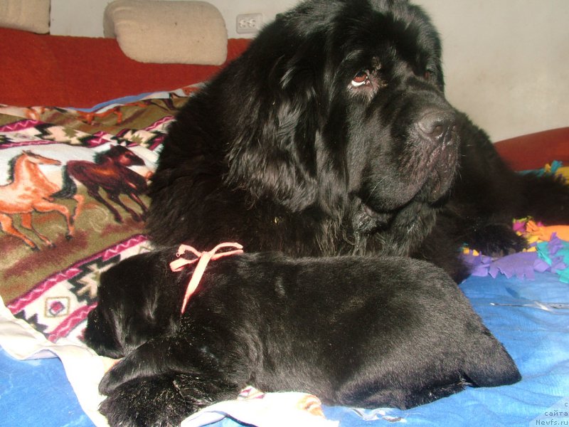 Фото: ньюфаундленд Linda Vyaliki Myadzvedz' (Линда Вялiкi Мядзведзь), ньюфаундленд Anabel' Moy Angel (Анабель Мой Ангел)