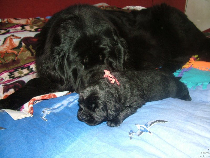 Фото: ньюфаундленд Linda Vyaliki Myadzvedz' (Линда Вялiкi Мядзведзь), ньюфаундленд Anabel' Moy Angel (Анабель Мой Ангел)