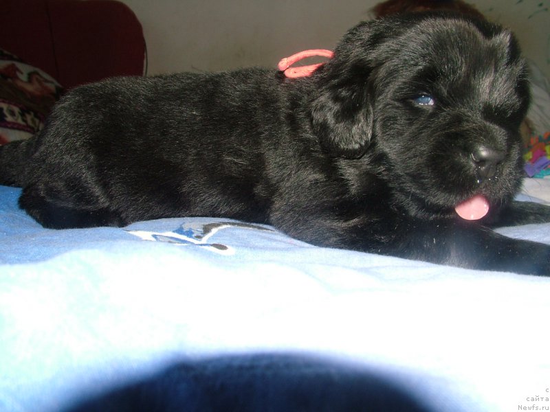 Фото: ньюфаундленд Anabel' Moy Angel (Анабель Мой Ангел)