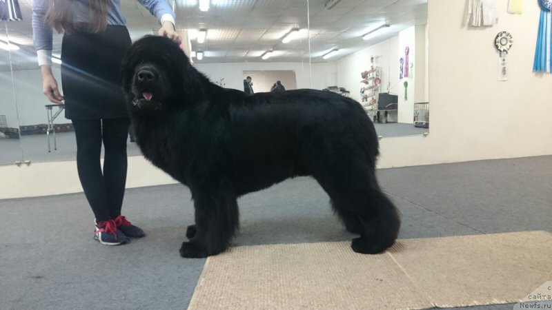 Фото: ньюфаундленд Super Premium Nao Del Trato (Супер Премиум Нао Дел Трато)