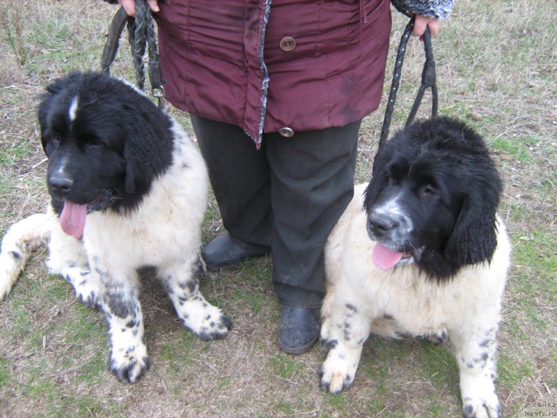 Фото: ньюфаундленд Talyanochka Morskoy Medved (Тальяночка Морской Медведь), ньюфаундленд Taurika Morskoy Medved (Таурика Морской Медведь)