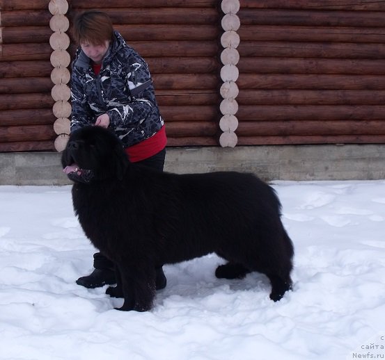 Фото: ньюфаундленд Matvey s Berega Dona (Матвей с Берега Дона)