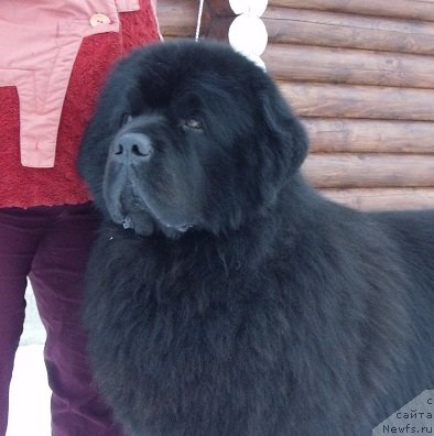 Фото: ньюфаундленд Matvey s Berega Dona (Матвей с Берега Дона)