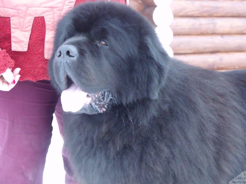 Фото: ньюфаундленд Matvey s Berega Dona (Матвей с Берега Дона)