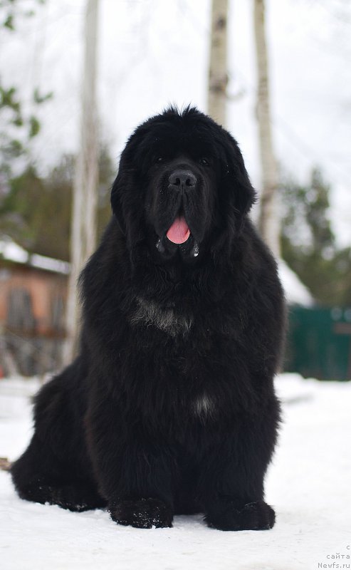 Фотография № 202242