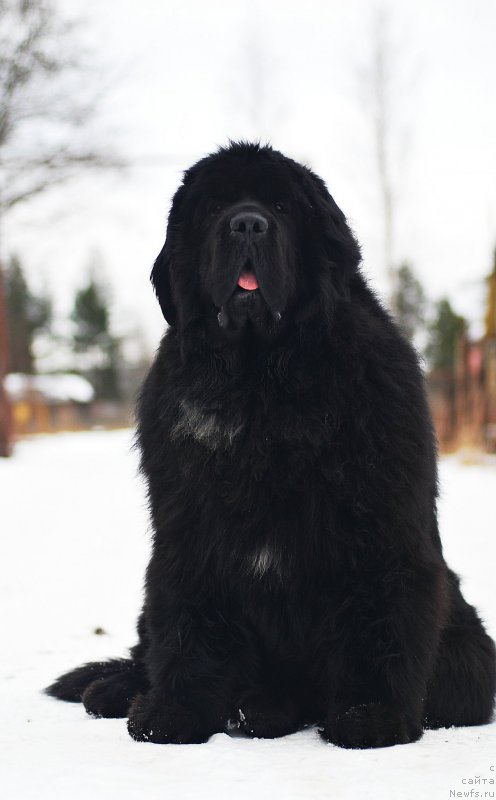 Фото: ньюфаундленд Mississippi-Missouri Such a Great Boy
