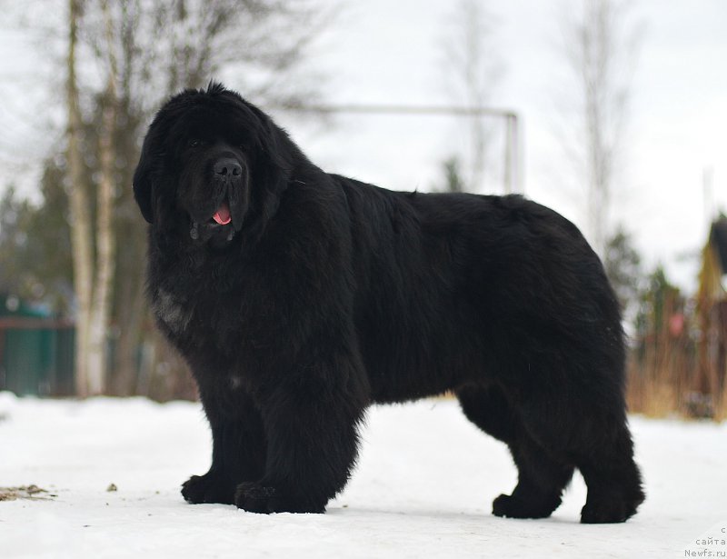 Фотография № 202246