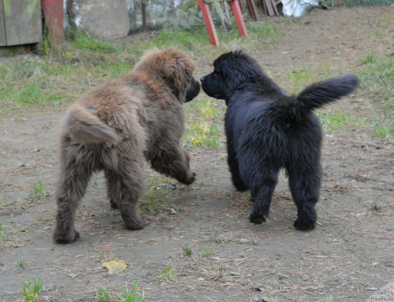 Фотография № 202247