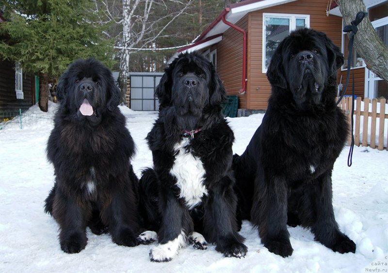 Фото: ньюфаундленд Super Bizon Lakshmi Lana (Супер Бизон Лакшми Лана), ньюфаундленд Super Bizon Indiya (Супер Бизон Индия), ньюфаундленд Super Bizon Lazzaro (Супер Бизон Лаззаро)