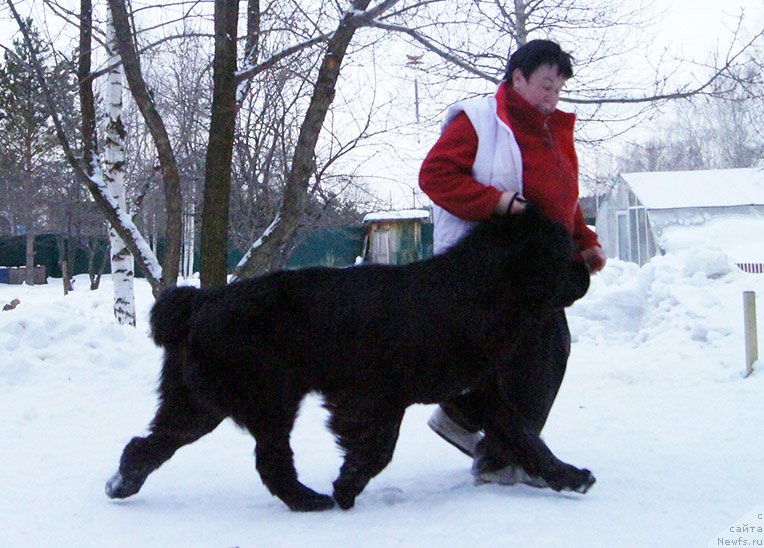 Фото: ньюфаундленд Super Bizon Lazzaro (Супер Бизон Лаззаро)
