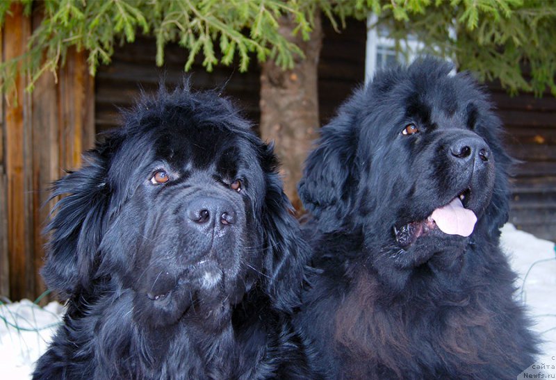 Фото: ньюфаундленд Super Bizon Indiya (Супер Бизон Индия), ньюфаундленд Super Bizon Lakshmi Lana (Супер Бизон Лакшми Лана)