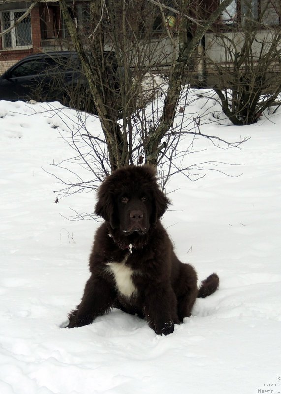 Фото: ньюфаундленд Funnewf Arktika (Фанньюф Арктика)