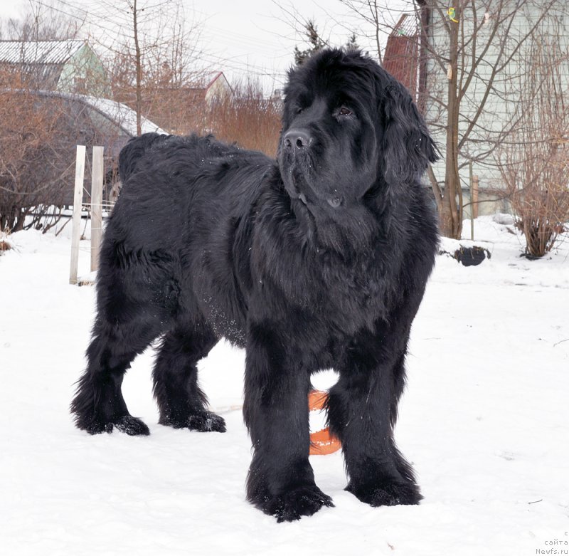 Фотография № 202272