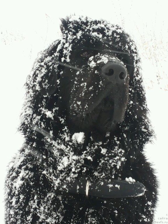 Фото: ньюфаундленд Dakota (Дакота)