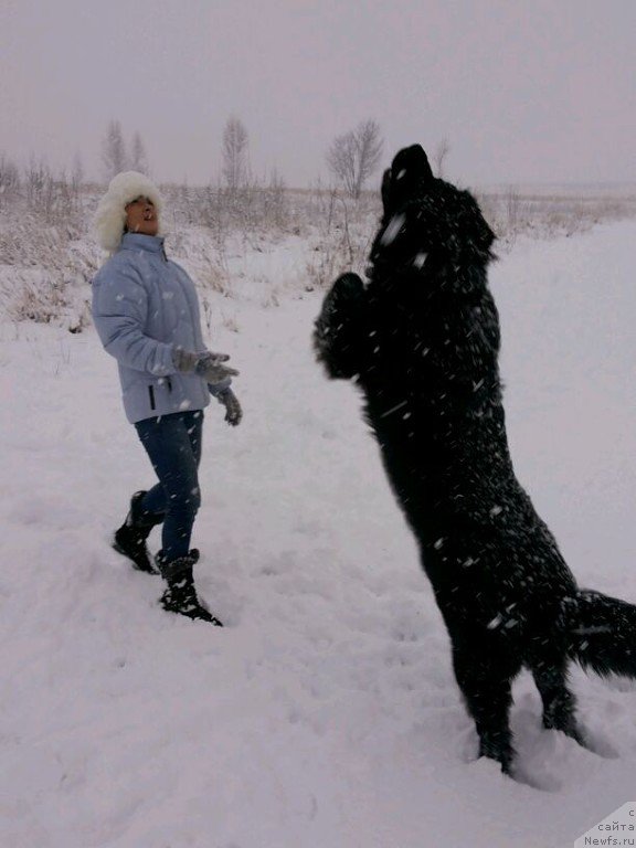 Фото: ньюфаундленд Dakota (Дакота), Mariya Gracheva (Мария Грачева)