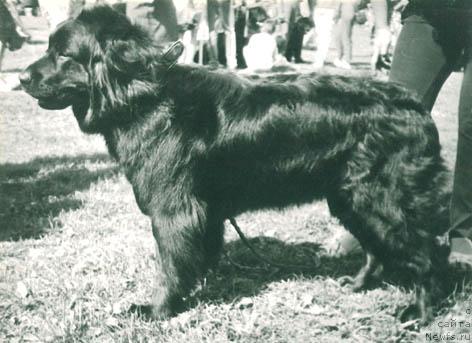 Фото: ньюфаундленд Seykun Jaklin (Сейкун Жаклин)