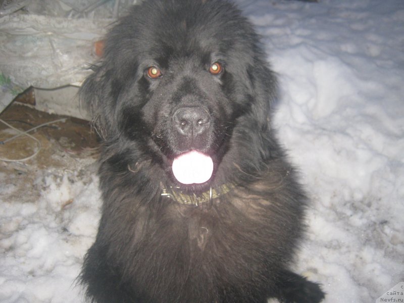 Фото: ньюфаундленд Arabeska v CHernom ot Marleon Dusvik (Арабеска в Черном от Марлеон Дусвик)