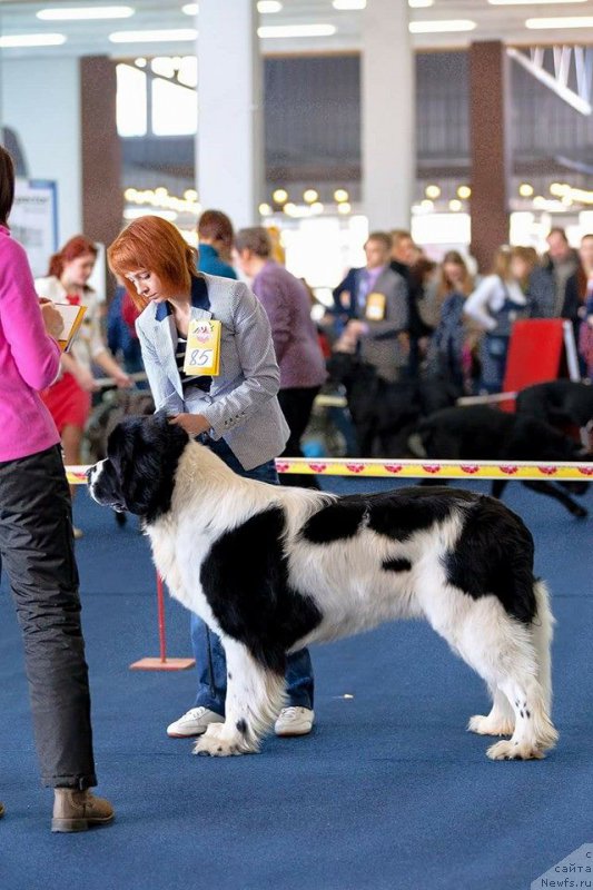 Фото: ньюфаундленд Mag Ispolin Obi-Van Kenobi (Маг Исполин Оби-Ван Кеноби)