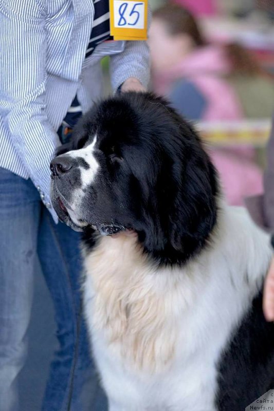 Фотография № 202304