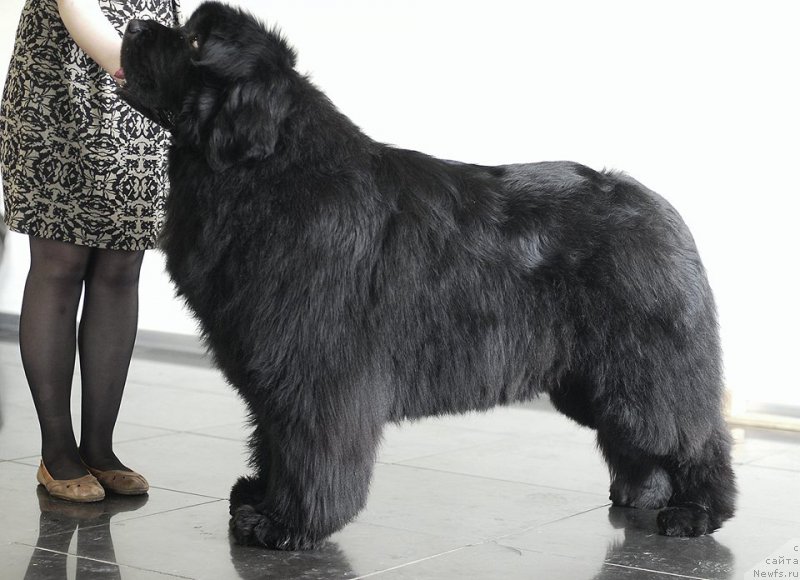 Фото: ньюфаундленд Mississippi-Missouri Such a Great Boy