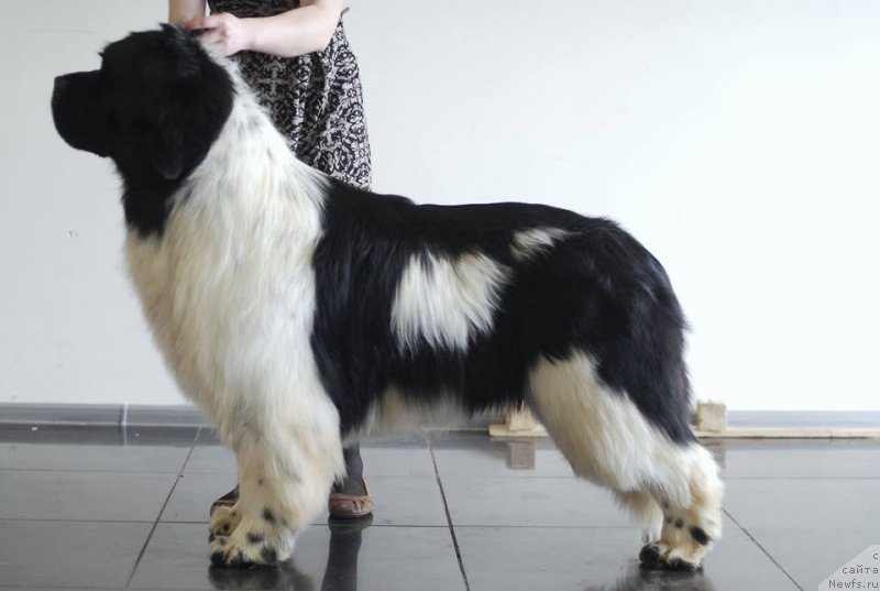 Фото: ньюфаундленд Fluffy Avalanche Centner (Флюфи Аваланч Центнер)