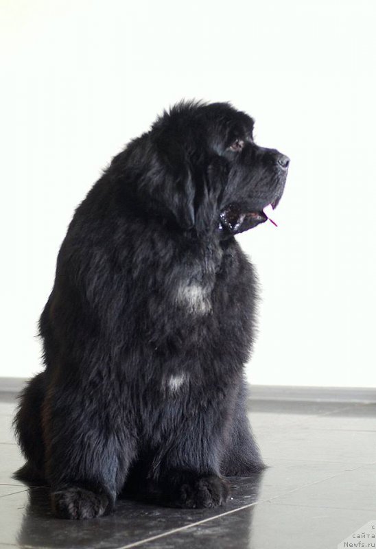 Фото: ньюфаундленд Mississippi-Missouri Such a Great Boy