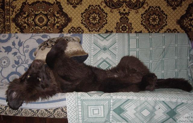 Фото: ньюфаундленд Do Sing With Deejay de L'Etoile de Cyrice