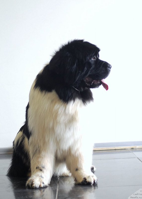 Фото: ньюфаундленд Fluffy Avalanche Centner (Флюфи Аваланч Центнер)