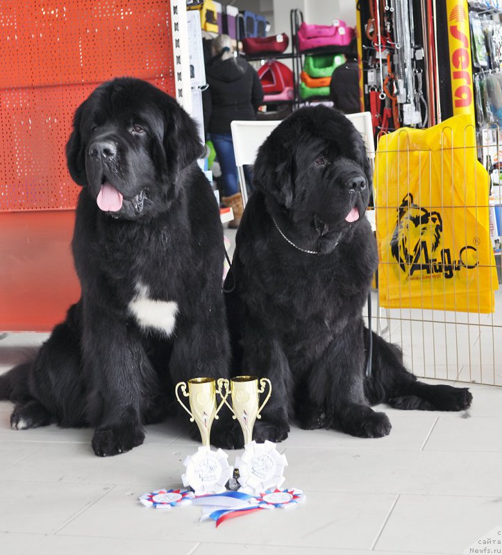 Фотография № 202312