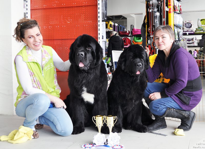 Фото: YUliana Nikiforova (Юлиана Никифорова), ньюфаундленд Beguschaya po Volnam Сhart Topper (Бегущая по Волнам Чарт Топпер), Marina Golubkova (Марина Голубкова), ньюфаундленд Beguschaya po Volnam Zephirine Drouhin (Бегущая по Волнам Зефирин Друэн)