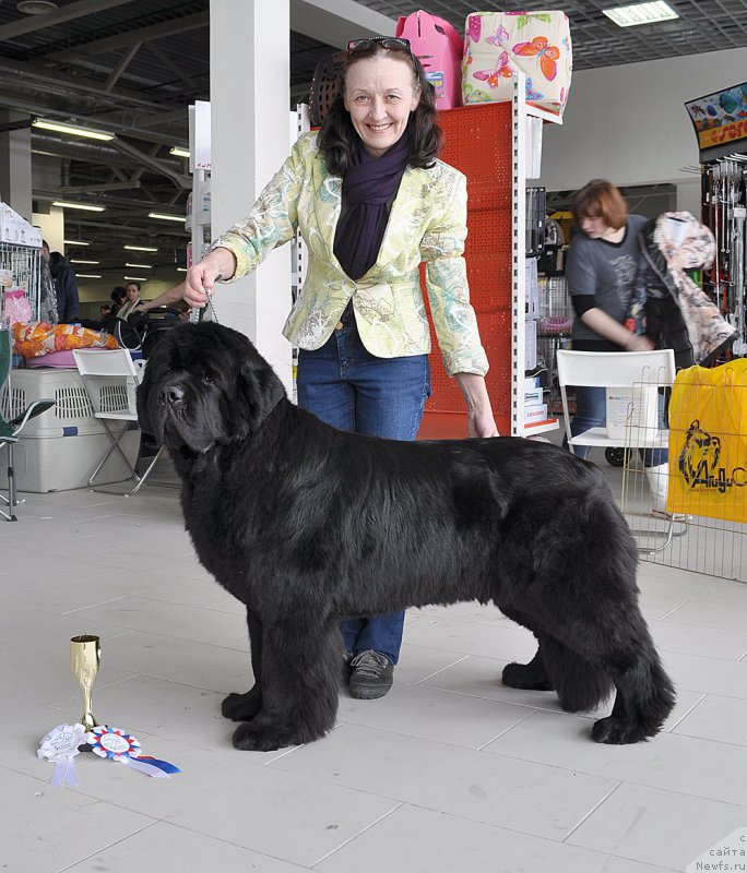 Фото: ньюфаундленд Beguschaya po Volnam Zephirine Drouhin (Бегущая по Волнам Зефирин Друэн)