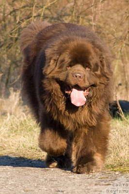 Фото: ньюфаундленд El Oso Pardo von Baywatch