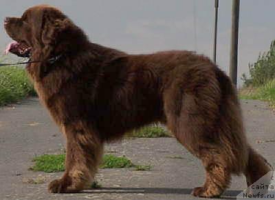 Фото: ньюфаундленд El Oso Pardo von Baywatch