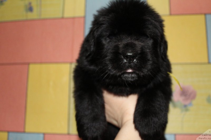 Фото: ньюфаундленд YEkselent B'yuti (Экселент Бьюти)