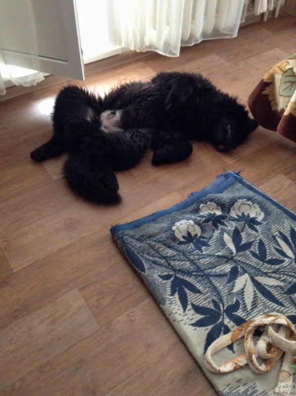 Фото: ньюфаундленд Ostap Bender iz Antagrada (Остап Бендер из Антаграда)