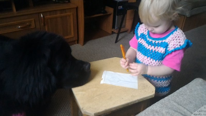 Фото: ньюфаундленд Belkonder-Club Burgundy Ice (Белкондер-Клаб Бургунди Айс)