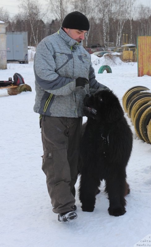 Фото: ньюфаундленд Ermak s Berega Dona (Ермак с Берега Дона), Александр