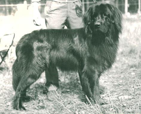 Фото: ньюфаундленд Seygi Otar (Сейги Отар)