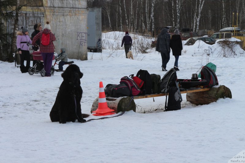 Фото: ньюфаундленд Beguschaya po Volnam Foget Mi Not (Бегущая по Волнам Фогет Ми Нот)