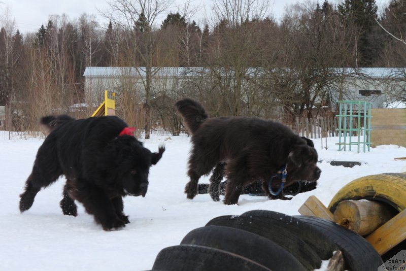 Фото: ньюфаундленд Sent Djons Larel Leolanda (Сент Джонс Ларель Леоланда), ньюфаундленд Angel Khranitel Gruffidd (Ангел Хранитель Граффидд)