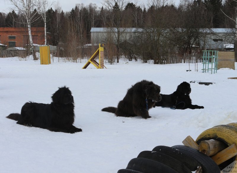 Фото: ньюфаундленд Sent Djons Larel Leolanda (Сент Джонс Ларель Леоланда), ньюфаундленд Angel Khranitel Gruffidd (Ангел Хранитель Граффидд), 