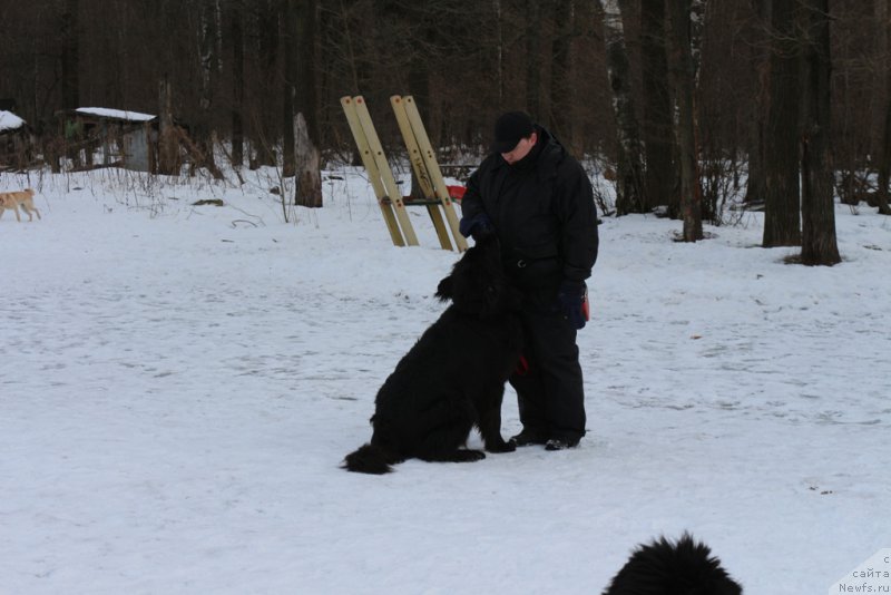 Фото: ньюфаундленд Sent Djons Larel Leolanda (Сент Джонс Ларель Леоланда), Леонид
