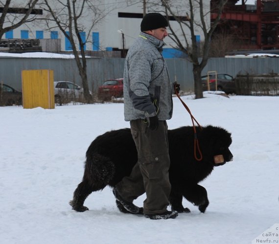 Фото: ньюфаундленд Ermak s Berega Dona (Ермак с Берега Дона), Александр